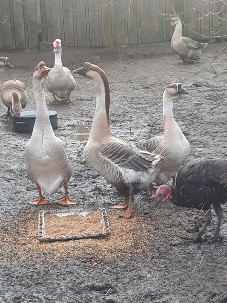  - A Gaste chinezesti si africane 2018-2019