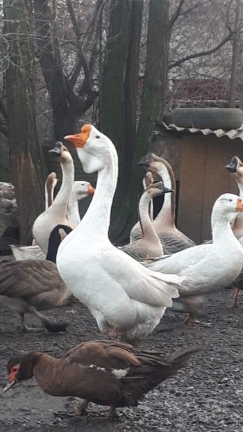 Screenshot_20200102-235609_Gallery - A Gaste chinezesti si africane 2018-2019