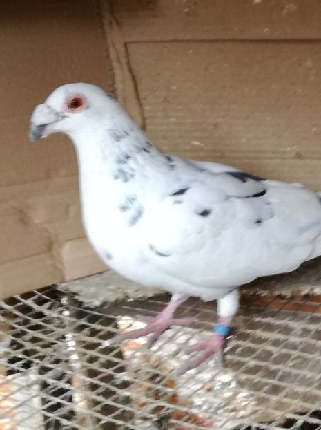 F 2018 - PT UN PRIETEN