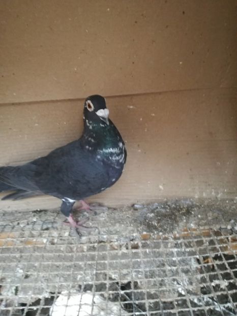 F 2019 - PT UN PRIETEN