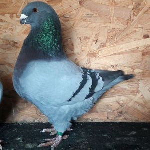 113037653_QRBGHZE3 - 3---AGH DAȚI 2019 - 2025