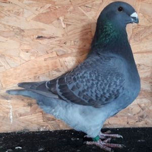 113037654_CTYRLHV3 - 3---AGH DAȚI 2019 - 2025