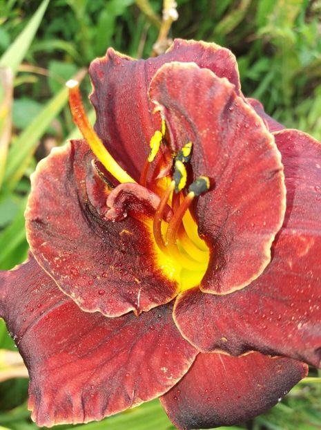 received_1014812345347065 - Hemerocalisi infloriti in 2019