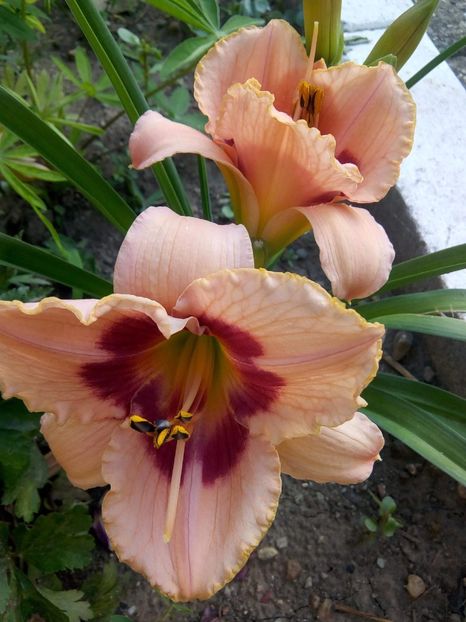 received_2093719917542366 - Hemerocalisi infloriti in 2019