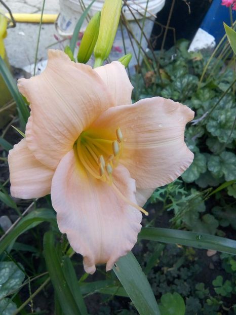 received_2093719800875711 - Hemerocalisi infloriti in 2019