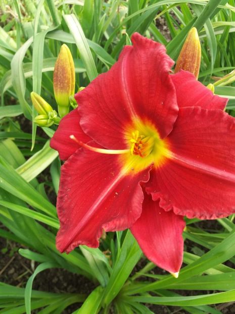 received_2093720057542352 - Hemerocalisi infloriti in 2019