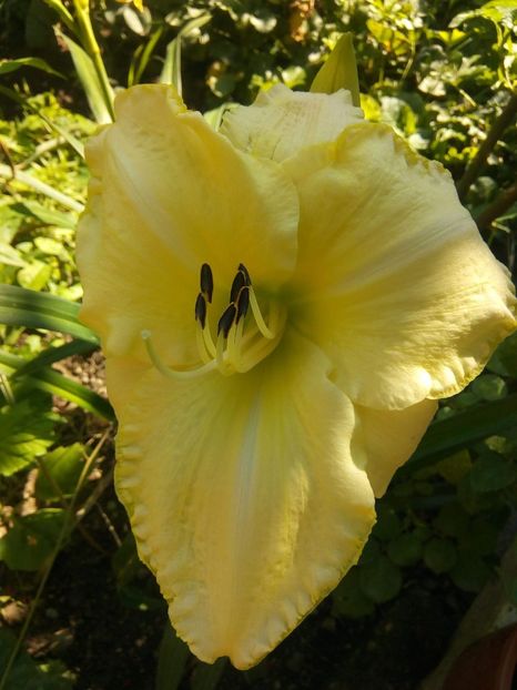 received_649059755443826 - Hemerocalisi infloriti in 2019