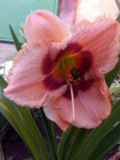 received_649059792110489 - Hemerocalisi infloriti in 2019