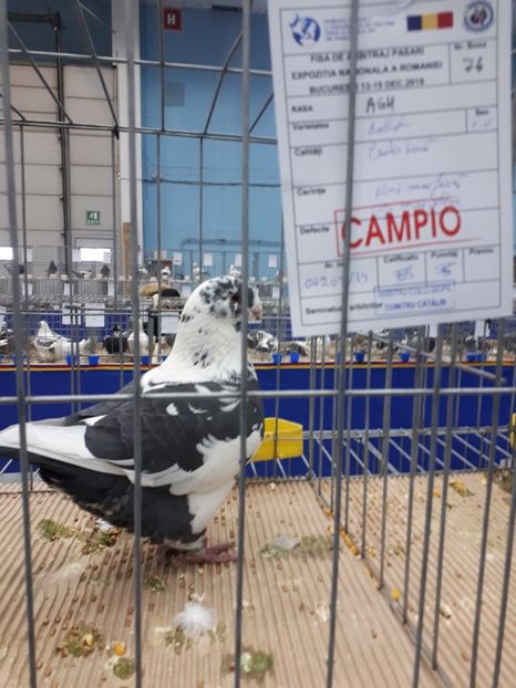  - EXPOZITIA NATIONALA ROMEXPO 2019