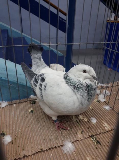  - EXPOZITIA NATIONALA ROMEXPO 2019