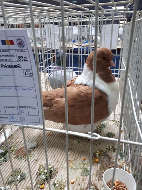  - EXPOZITIA NATIONALA ROMEXPO 2019