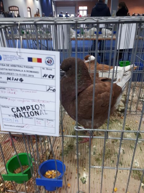  - EXPOZITIA NATIONALA ROMEXPO 2019