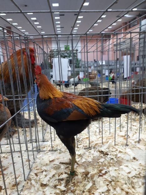  - EXPOZITIA NATIONALA ROMEXPO 2019