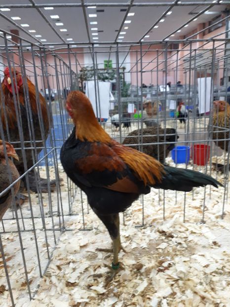  - EXPOZITIA NATIONALA ROMEXPO 2019