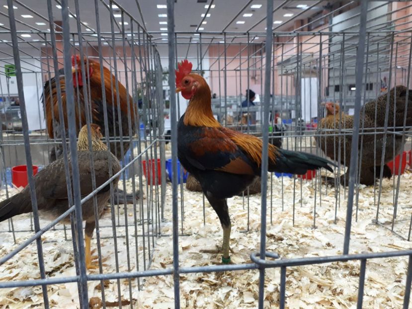  - EXPOZITIA NATIONALA ROMEXPO 2019