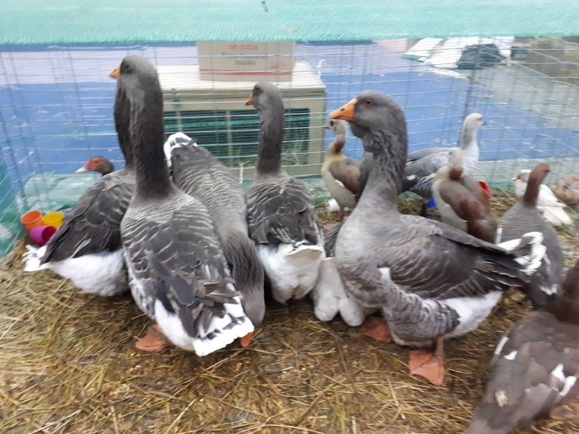  - EXPOZITIA NATIONALA ROMEXPO 2019