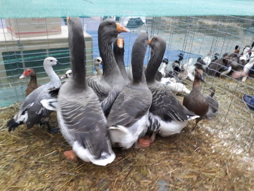  - EXPOZITIA NATIONALA ROMEXPO 2019