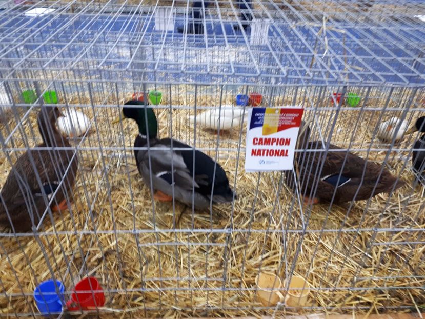  - EXPOZITIA NATIONALA ROMEXPO 2019