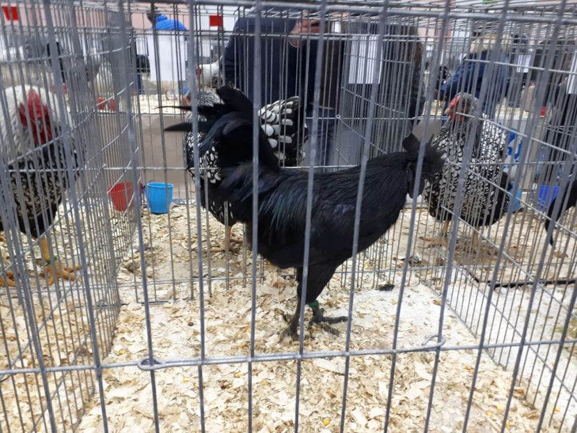  - EXPOZITIA NATIONALA ROMEXPO 2019