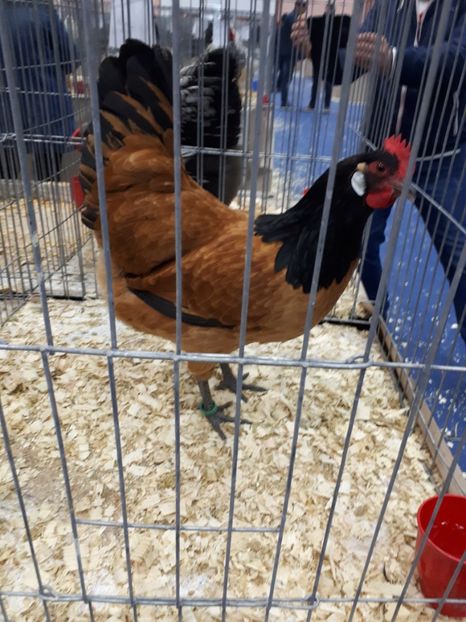  - EXPOZITIA NATIONALA ROMEXPO 2019