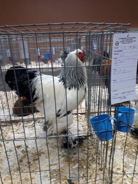  - EXPOZITIA NATIONALA ROMEXPO 2019