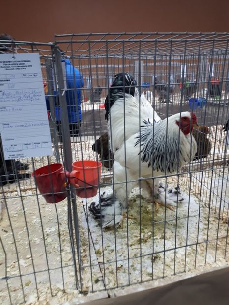  - EXPOZITIA NATIONALA ROMEXPO 2019