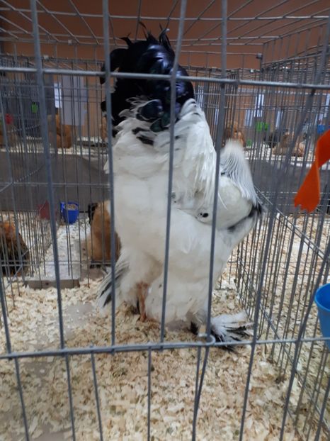  - EXPOZITIA NATIONALA ROMEXPO 2019