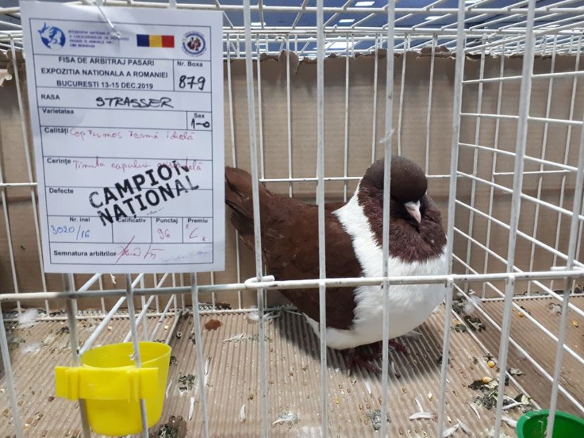  - EXPOZITIA NATIONALA ROMEXPO 2019