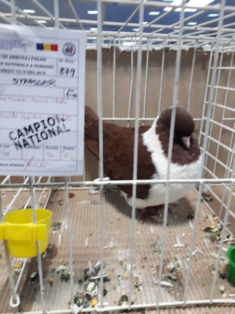  - EXPOZITIA NATIONALA ROMEXPO 2019