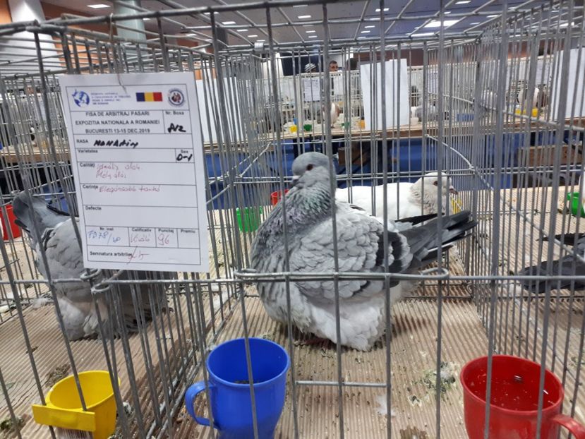  - EXPOZITIA NATIONALA ROMEXPO 2019