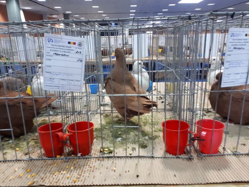  - EXPOZITIA NATIONALA ROMEXPO 2019