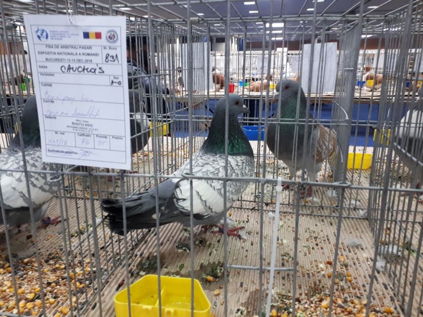  - EXPOZITIA NATIONALA ROMEXPO 2019