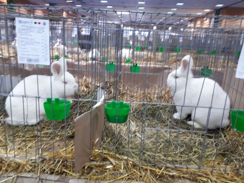  - EXPOZITIA NATIONALA ROMEXPO 2019