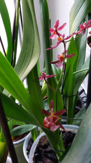 oncidium "katrin zoch mieke" - Orhidee_4_simpodiale cu pseudobulbi