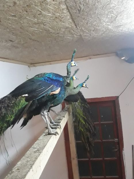  - PAUNI VERZI