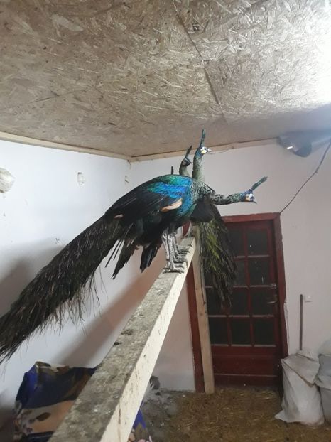  - PAUNI VERZI