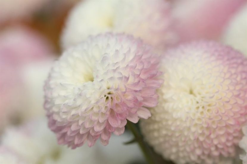 crizantema-parc-alba-cu-roz - CRIZANTEME