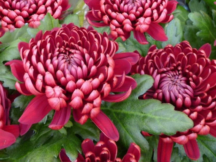 crizantema-parc-rosu-inchis-800 - CRIZANTEME