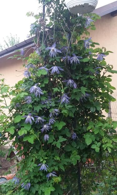 Maidwell Hall -1 - CLEMATIS