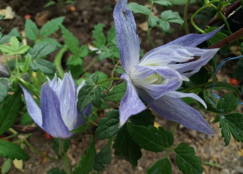 Maidwell Hall- 3 - CLEMATIS