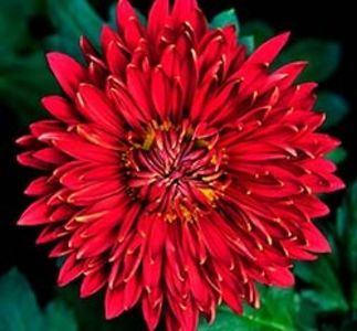 Crizantema-1 - CRIZANTEME