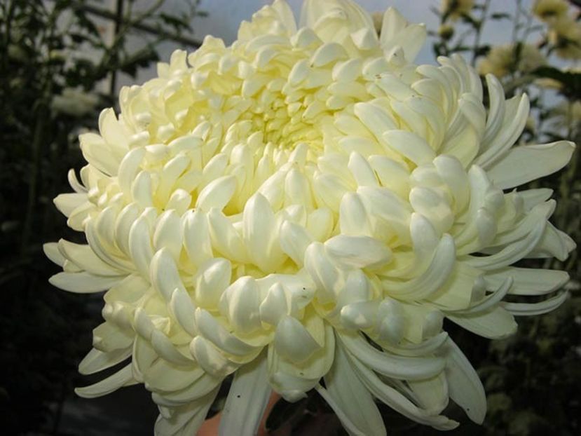Crizantema-3 - CRIZANTEME