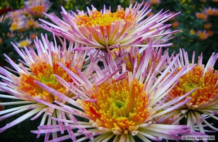 Crizantema-8 - CRIZANTEME