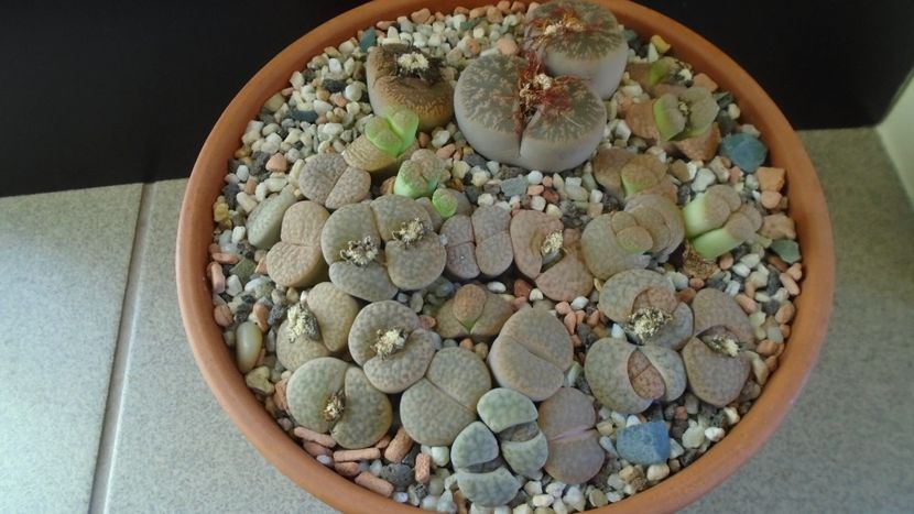 Lithops inceput de vegetatie - Suculente 2019