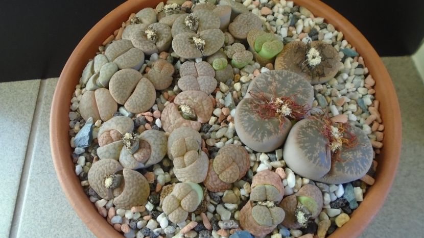 Lithops inceput de vegetatie - Suculente 2019