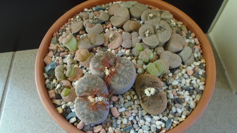 Lithops inceput de vegetatie - Suculente 2019