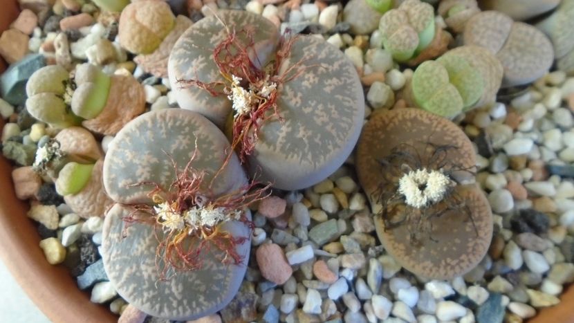 Lithops inceput de vegetatie - Suculente 2019