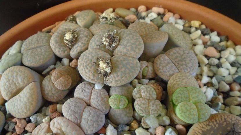 Lithops inceput de vegetatie - Suculente 2019