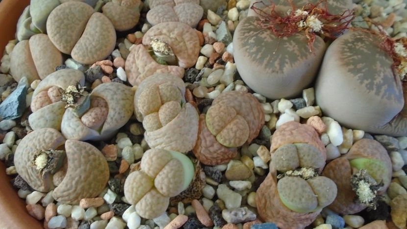 Lithops inceput de vegetatie - Suculente 2019