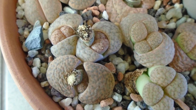 Lithops inceput de vegetatie - Suculente 2019
